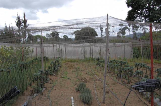 CityMax Antigua renta terreno con uso agrícola! - Image 2