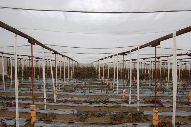 CityMax Antigua renta terreno con uso agrícola! - Image 3