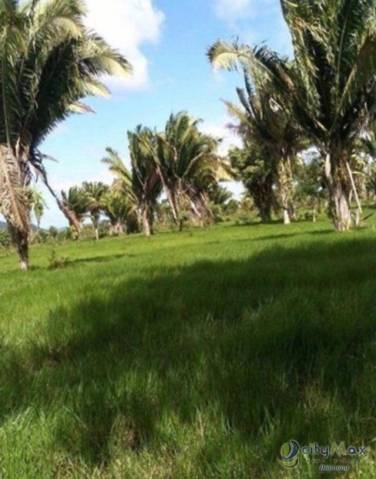 Venta de 67 manzanas de terreno en Izabal - Image 1