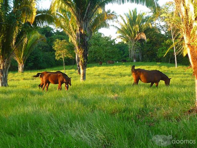 Se Vende Terreno en la Orilla del Rio Dulce - Miniatura 3