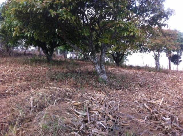 Terreno de 4.8 manzanas tipo granja