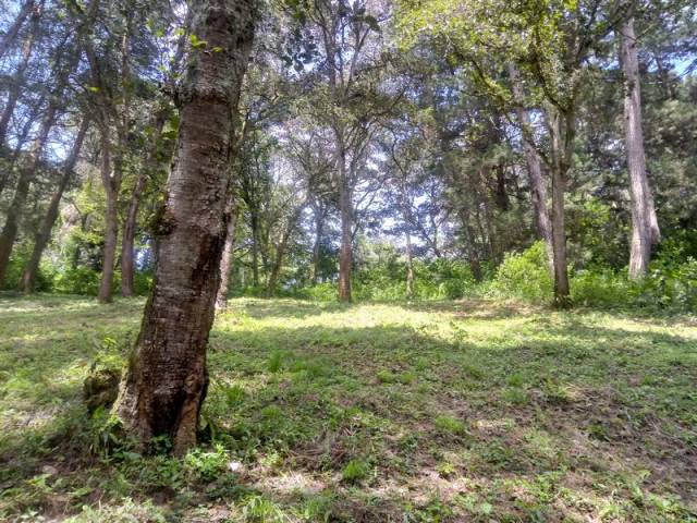 Hermoso Terreno Inclinado en San Lucas - Image 4