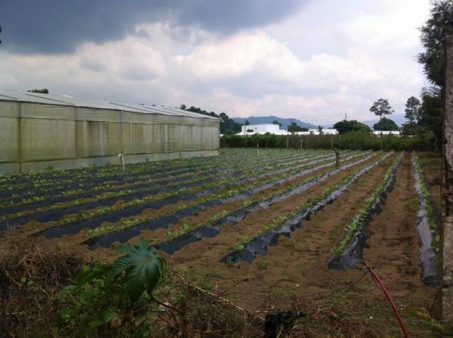 Vendo Terreno en Chimaltenango INF 5805-0508 / 5835-4656 - Image 2