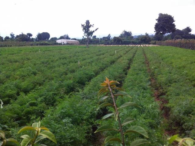 Vendo Terreno en Chimaltenango INF 5805-0508 / 5835-4656 - Image 4