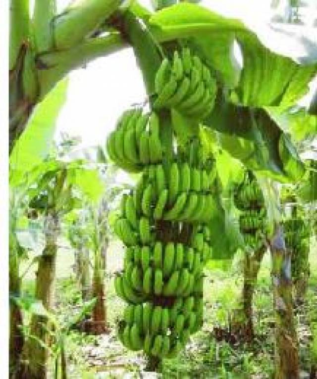 SE COMPRA FINCA DE 15 A 20 CABALLERIAS EN LA GOMERA