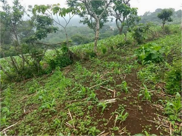 Terreno en Venta Jutiapa, más de 2 manzanas - Miniatura 2