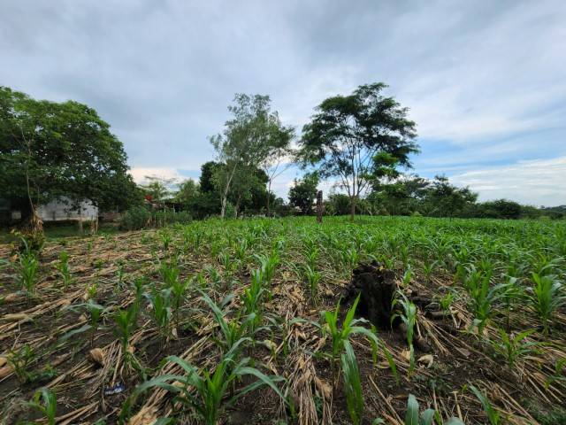 Terreno en Venta Quintas Malibu, Masagua Escuintla - Miniatura 3