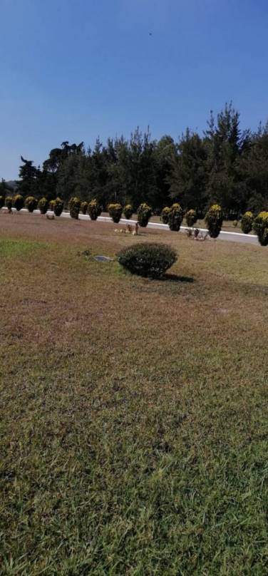 Terreno en Venta Cementerio Jardín Los Olivos, CES - Image 1