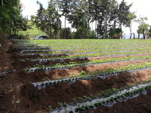 VENDO TERRENO EN SUMPANGO, SACATEPEQUEZ - Image 3