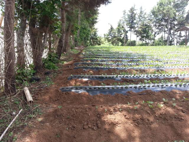 VENDO TERRENO EN SUMPANGO, SACATEPEQUEZ - Image 4