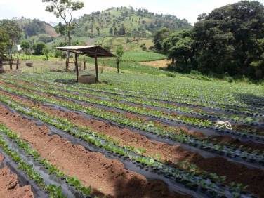 Vendo terreno en sumpango - Image 1