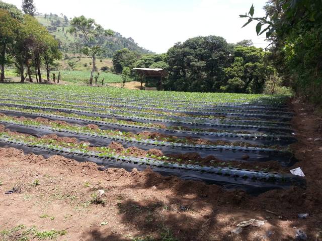 Vendo terreno en sumpango - Image 2