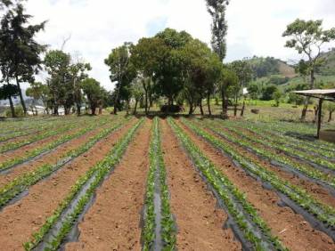 VENDO TERRENO EN SUMPANGO SACATEPEQUEZ. EL TRIGAL V - Image 1