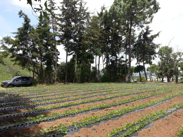 VENDO TERRENO EN SUMPANGO SACATEPEQUEZ. EL TRIGAL V - Image 2