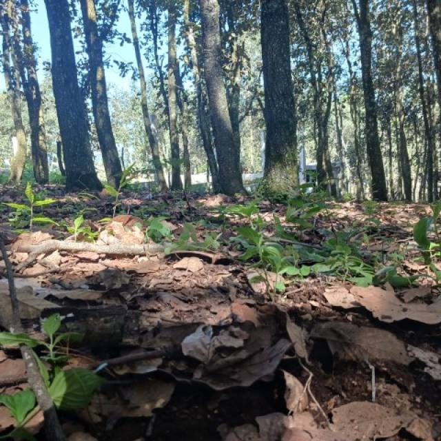 Terreno Residencial en Venta Sumpango, Sacatepéquez - Miniatura 8