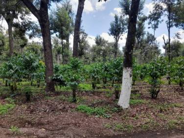 VENDO TERRENO EN CIUDAD VIEJA KM 81 - Image 1