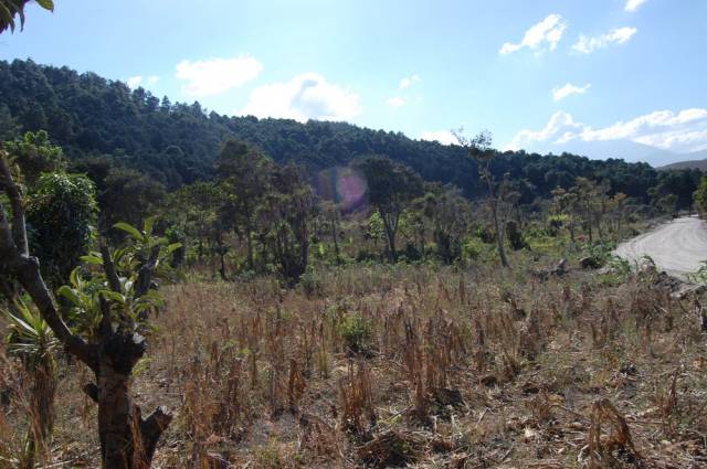 VENDO FINCA EN SAN MIGUEL PETAPA POR LA VAS - Image 5