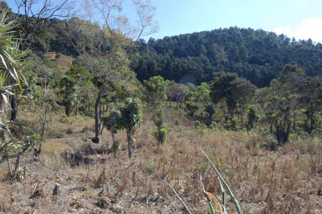 VENDO FINCA EN SAN MIGUEL PETAPA POR LA VAS - Miniatura 6