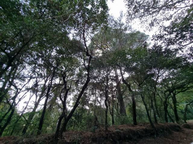 Terreno en Venta en El Encinal, Zona 7 de Mixco - Miniatura 6