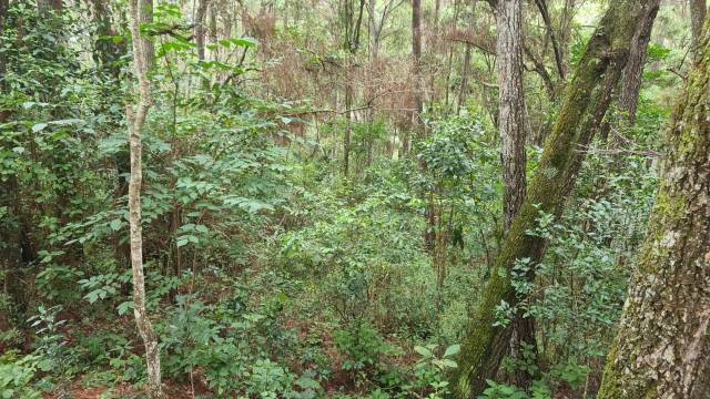 VENDO TERRENO EN PRADERAS DE BAMBU - Image 2