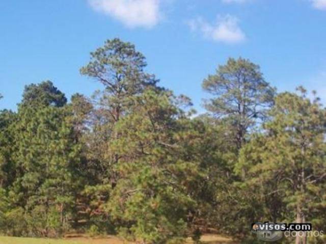 Comprar Finca La Cal El Pacate - Miniatura 4