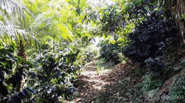 Finca Cafetalera de 36 Manzanas En Venta En Quetzaltenango, - Miniatura 6