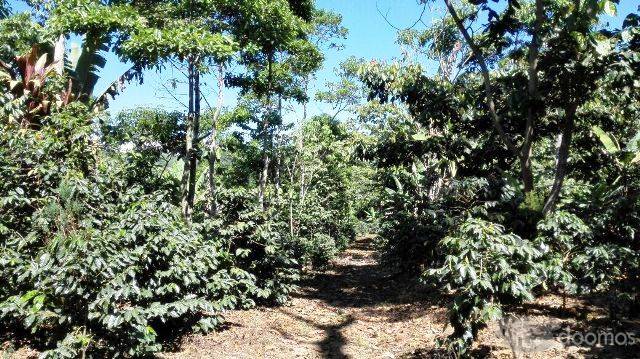Finca Cafetalera de 36 Manzanas En Venta En Quetzaltenango, - Miniatura 7