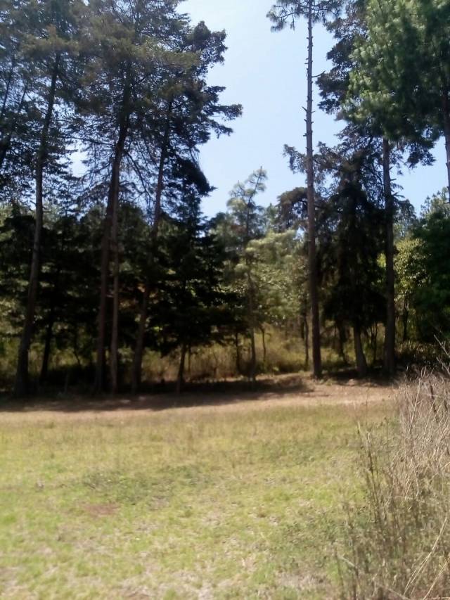 Chimaltenango, V/Terreno cerca de Finca la Loma - Image 2